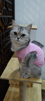 猫咪手术服