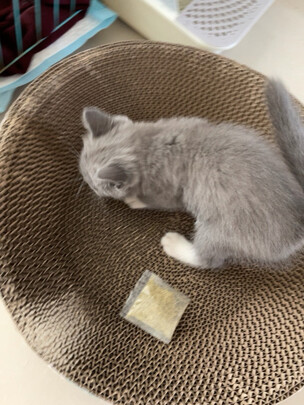 猫窝