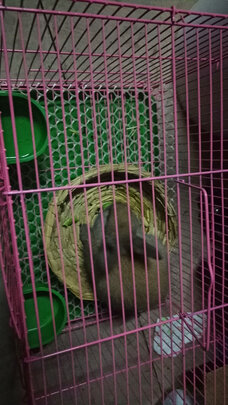 兔笼子