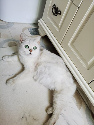 猫粮