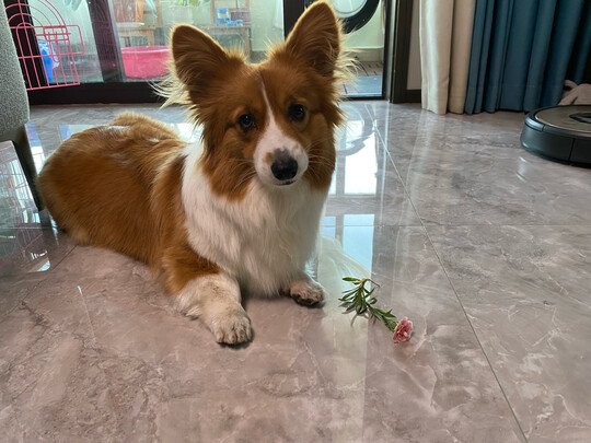 宠物航空箱