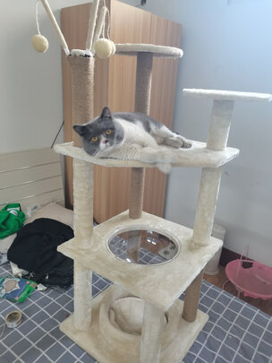 猫爬架