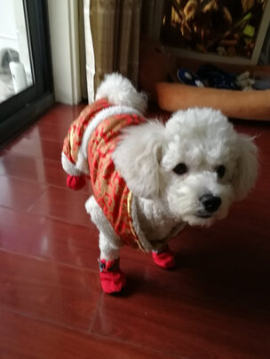 狗狗鞋