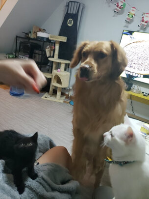 狗狗嘴套