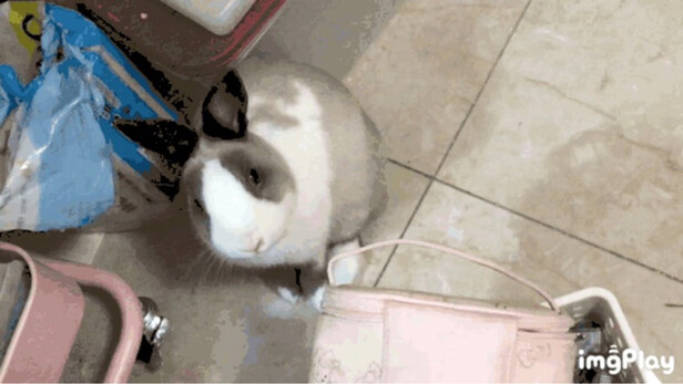 兔粮