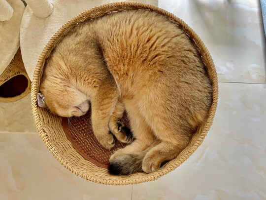 猫爬架