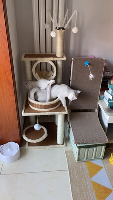 猫爬架