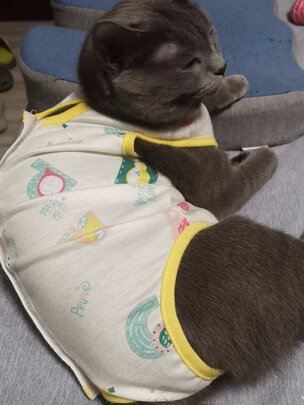 猫咪手术服