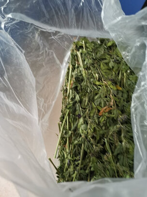 兔粮苜蓿草