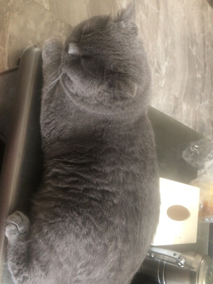 猫冻干