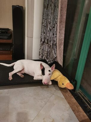 狗狗玩具