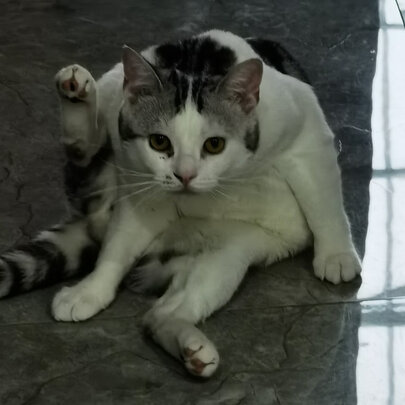 猫粮罐头