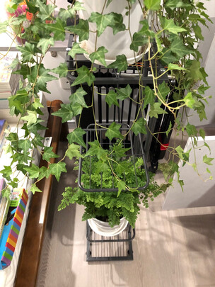 花架