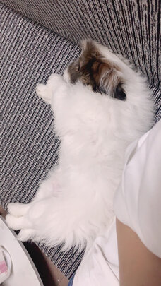 猫狗梳子