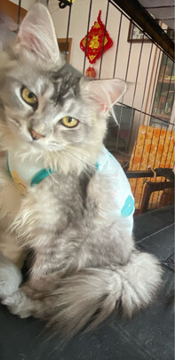 猫咪手术服