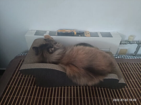 猫窝