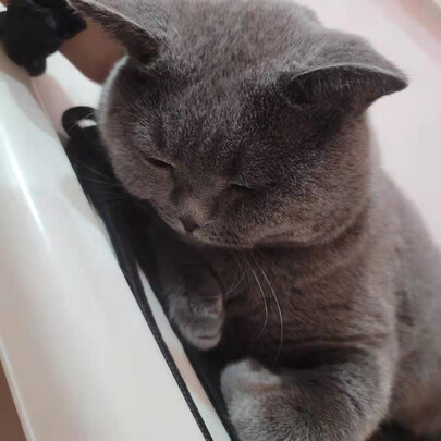 豆腐猫砂