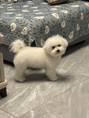 狗粮