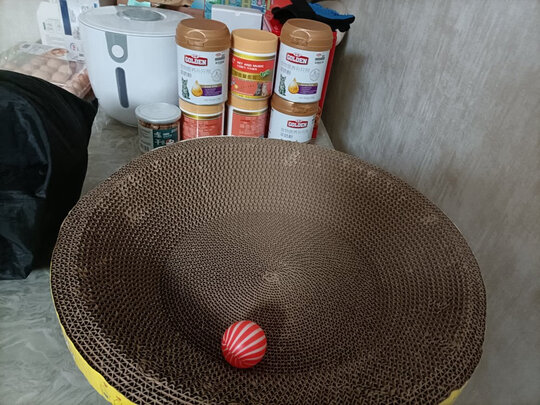 猫窝