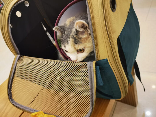猫包