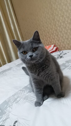 猫咪手术服