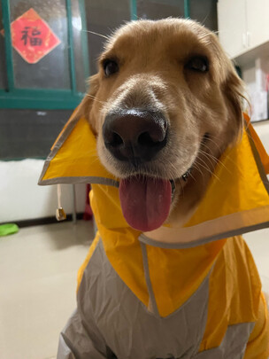 狗狗雨衣