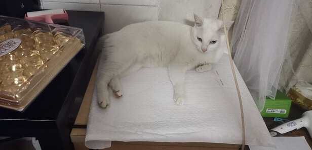 汽车座垫