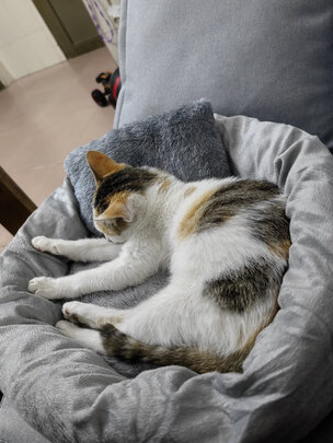 猫窝
