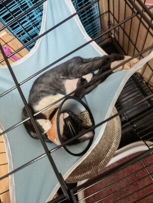  猫笼