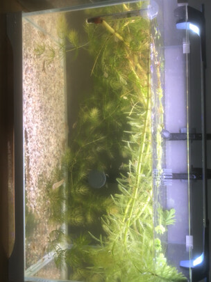 鱼缸净水剂