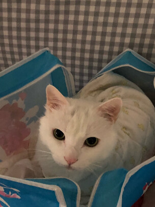 豆腐猫砂
