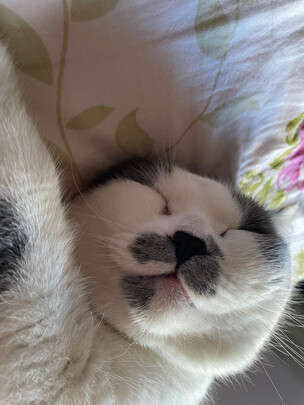 猫砂盆