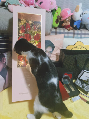猫粮