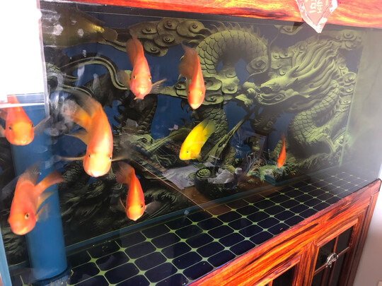 鱼缸硝化细菌