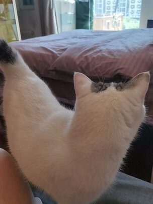 猫包