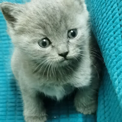 猫罐头