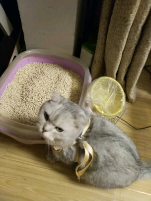 豆腐猫砂