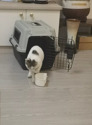 宠物航空箱