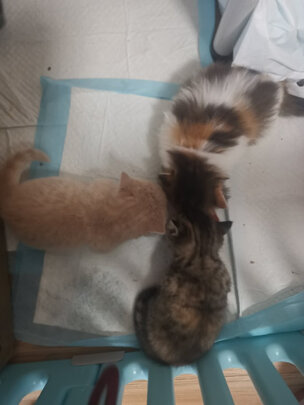 猫粮
