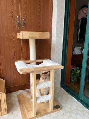猫爬架