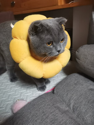 猫项圈