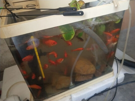鱼缸清洁盐