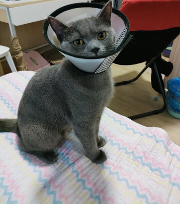 猫条猫零食