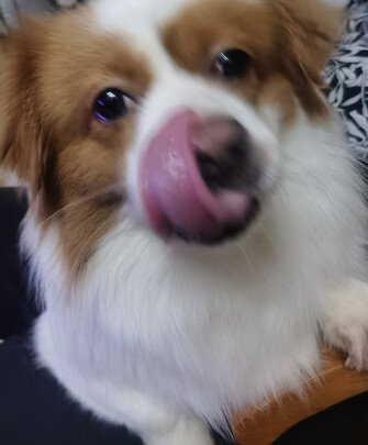 宠物电推剪