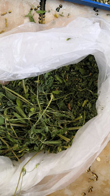 兔粮提摩西草