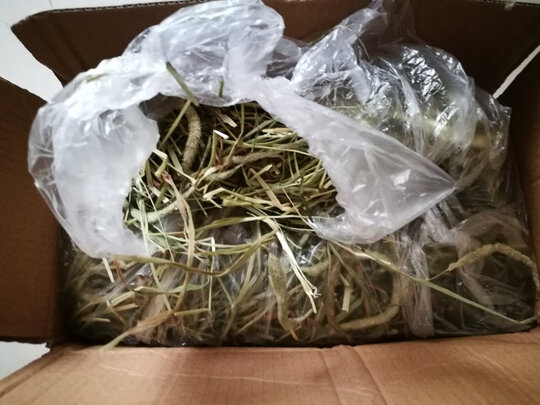 兔粮提摩西草