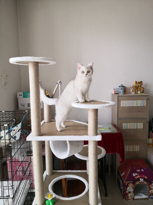 猫爬架