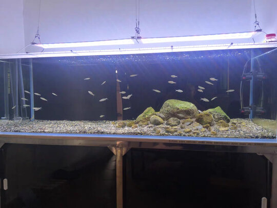 鱼缸换水器