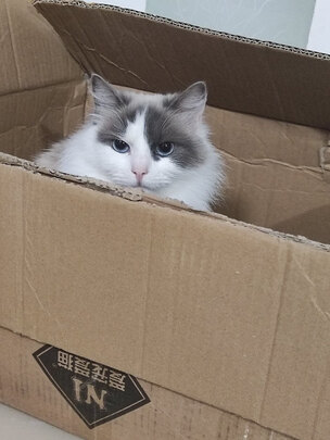 狗狗除臭剂