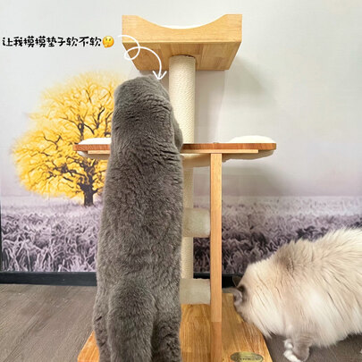 猫爬架